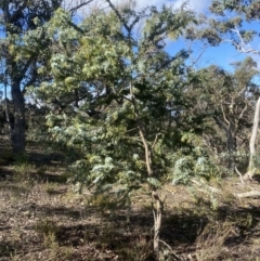 Acacia baileyana at Kowen, ACT - 8 Jul 2022