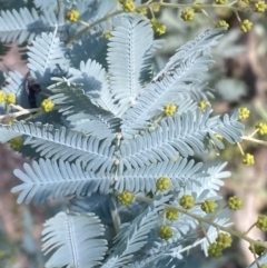 Acacia baileyana at Kowen, ACT - 8 Jul 2022