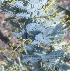 Acacia baileyana at Kowen, ACT - 8 Jul 2022