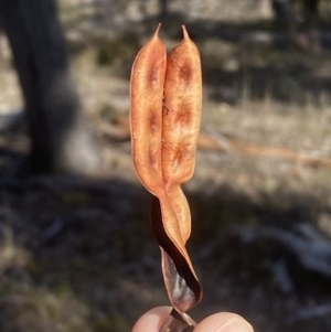 Acacia baileyana at Kowen, ACT - 8 Jul 2022