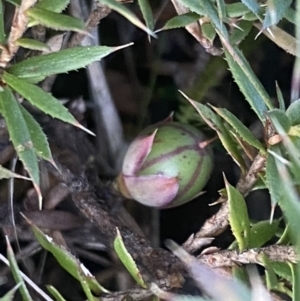 Astroloma humifusum at Kowen, ACT - 8 Jul 2022