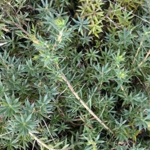 Styphelia humifusum at Kowen, ACT - 8 Jul 2022