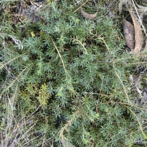 Astroloma humifusum at Kowen, ACT - 8 Jul 2022