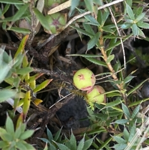 Astroloma humifusum at Kowen, ACT - 8 Jul 2022