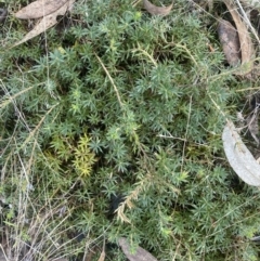 Styphelia humifusum at Kowen, ACT - 8 Jul 2022