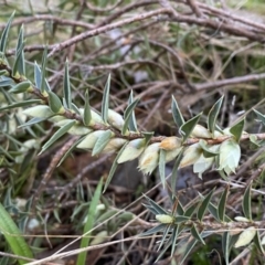Melichrus urceolatus (Urn Heath) at Kowen, ACT - 8 Jul 2022 by SteveBorkowskis