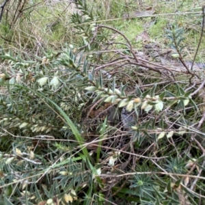 Melichrus urceolatus at Kowen, ACT - 8 Jul 2022