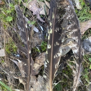 Podargus strigoides at Kowen, ACT - 8 Jul 2022