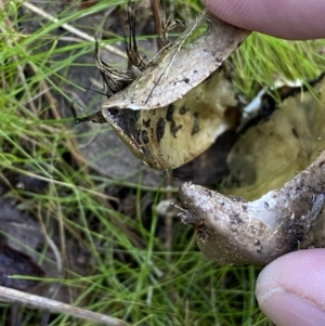 Podargus strigoides at Kowen, ACT - 8 Jul 2022