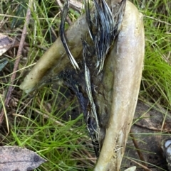 Podargus strigoides at Kowen, ACT - 8 Jul 2022