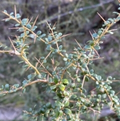 Bursaria spinosa (Native Blackthorn, Sweet Bursaria) at Kowen, ACT - 8 Jul 2022 by Steve_Bok