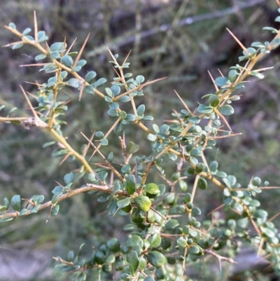 Bursaria spinosa (Native Blackthorn, Sweet Bursaria) at Kowen, ACT - 8 Jul 2022 by Steve_Bok