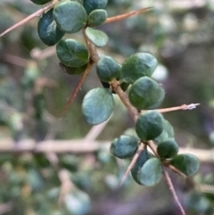 Bursaria spinosa at Kowen, ACT - 8 Jul 2022 12:09 PM