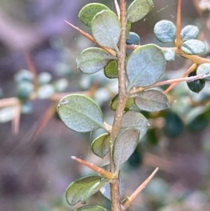 Bursaria spinosa at Kowen, ACT - 8 Jul 2022 12:09 PM