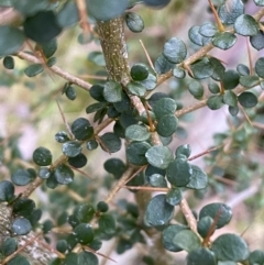 Bursaria spinosa at Kowen, ACT - 8 Jul 2022 12:09 PM