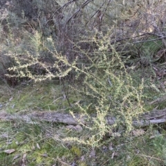 Bursaria spinosa at Kowen, ACT - 8 Jul 2022 12:09 PM