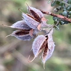 Mirbelia oxylobioides at Kowen, ACT - 8 Jul 2022