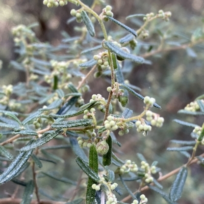 Pomaderris angustifolia (Pomaderris) at Kowen, ACT - 8 Jul 2022 by Steve_Bok