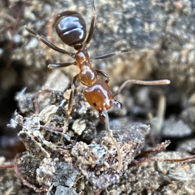Papyrius nitidus (Shining Coconut Ant) at Kowen, ACT - 8 Jul 2022 by SteveBorkowskis