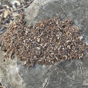 Papyrius nitidus at Kowen, ACT - suppressed