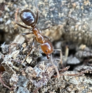 Papyrius nitidus at Kowen, ACT - suppressed