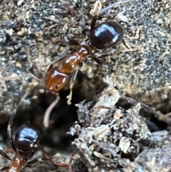 Papyrius nitidus at Kowen, ACT - suppressed