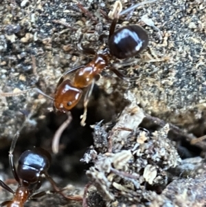 Papyrius nitidus at Kowen, ACT - 8 Jul 2022