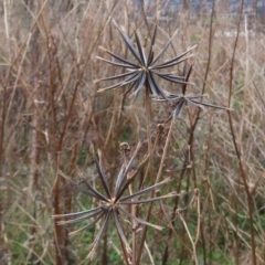 Bidens sp. (Cobbler's Pegs, Farmer's Friend) at Tuggeranong Hill - 9 Jul 2022 by OwenH