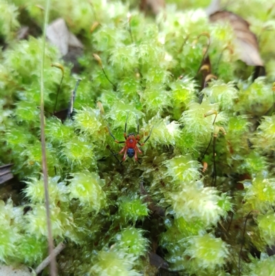 Nicodamidae (family) (Red and Black Spider) at Sandy Bay, TAS - 19 Mar 2022 by Detritivore