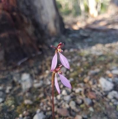 Eriochilus cucullatus (Parson's Bands) at South Hobart, TAS - 24 Mar 2022 by Detritivore