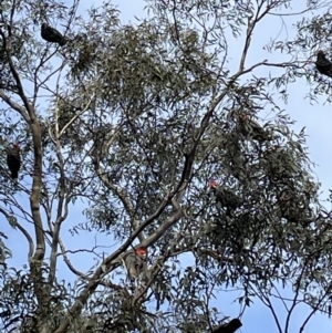 Callocephalon fimbriatum at Jerrabomberra, NSW - 9 Jul 2022