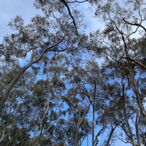 Callocephalon fimbriatum at Jerrabomberra, NSW - 9 Jul 2022