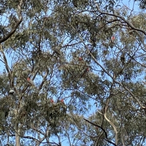 Callocephalon fimbriatum at Jerrabomberra, NSW - 9 Jul 2022