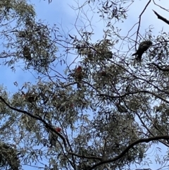 Callocephalon fimbriatum at Jerrabomberra, NSW - 9 Jul 2022