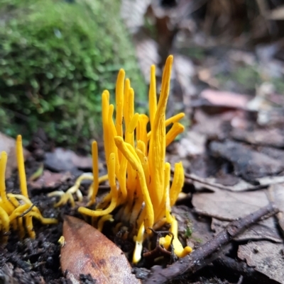 Clavulinopsis sulcata at Wellington Park, TAS - 14 Apr 2022 by Detritivore
