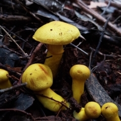 Cortinarius sinapicolor at Wellington Park, TAS - 14 Apr 2022 by Detritivore