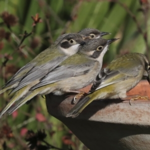 Melithreptus brevirostris at Higgins, ACT - 9 Jul 2022