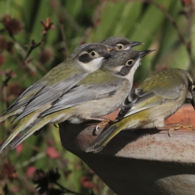 Melithreptus brevirostris (Brown-headed Honeyeater) at Higgins, ACT - 9 Jul 2022 by AlisonMilton