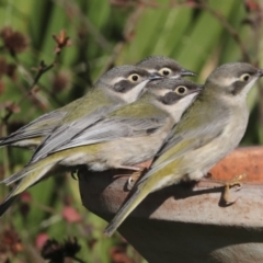 Melithreptus brevirostris at Higgins, ACT - 9 Jul 2022