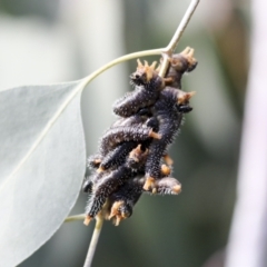 Perga dorsalis (Steel-blue sawfly, spitfire) at Acton, ACT - 8 Jul 2022 by AlisonMilton