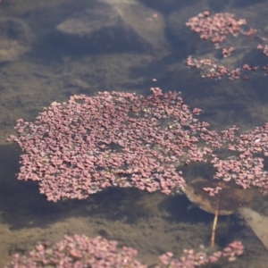 Azolla sp. at Evatt, ACT - 28 Jun 2022 02:13 PM