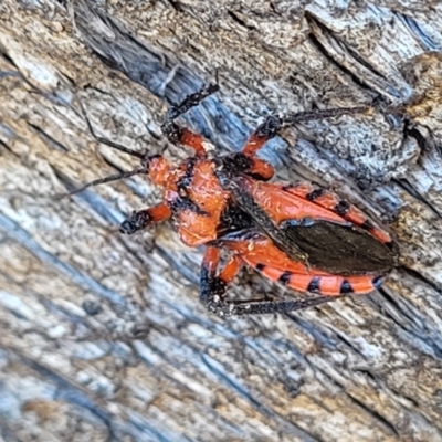 Tegea atropicta (Termite Assassin Bug) at Swamp Creek - 9 Jul 2022 by trevorpreston