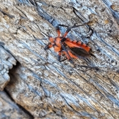 Tegea atropicta at Coree, ACT - 9 Jul 2022