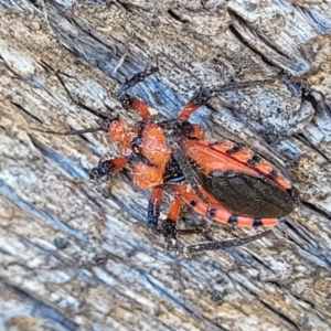 Tegea atropicta at Coree, ACT - 9 Jul 2022