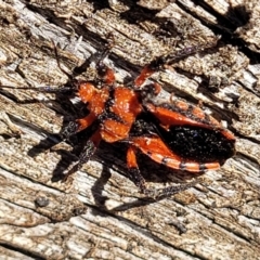 Tegea atropicta at Coree, ACT - 9 Jul 2022