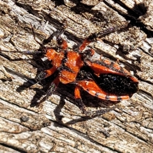 Tegea atropicta at Coree, ACT - 9 Jul 2022