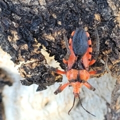 Tegea atropicta at Coree, ACT - 9 Jul 2022