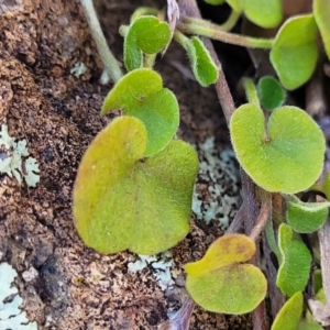 Dichondra sp. Inglewood (J.M.Dalby 86/93) Qld Herbarium at Coree, ACT - 9 Jul 2022