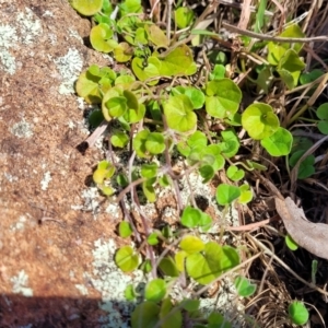 Dichondra sp. Inglewood (J.M.Dalby 86/93) Qld Herbarium at Coree, ACT - 9 Jul 2022