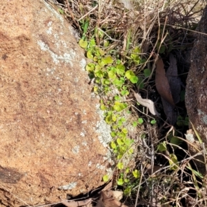 Dichondra sp. Inglewood (J.M.Dalby 86/93) Qld Herbarium at Coree, ACT - 9 Jul 2022